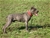 ipo3 FURFANTE RIPRODUTTORE SELEZIONATO ENCI - Triola Cane Corso
